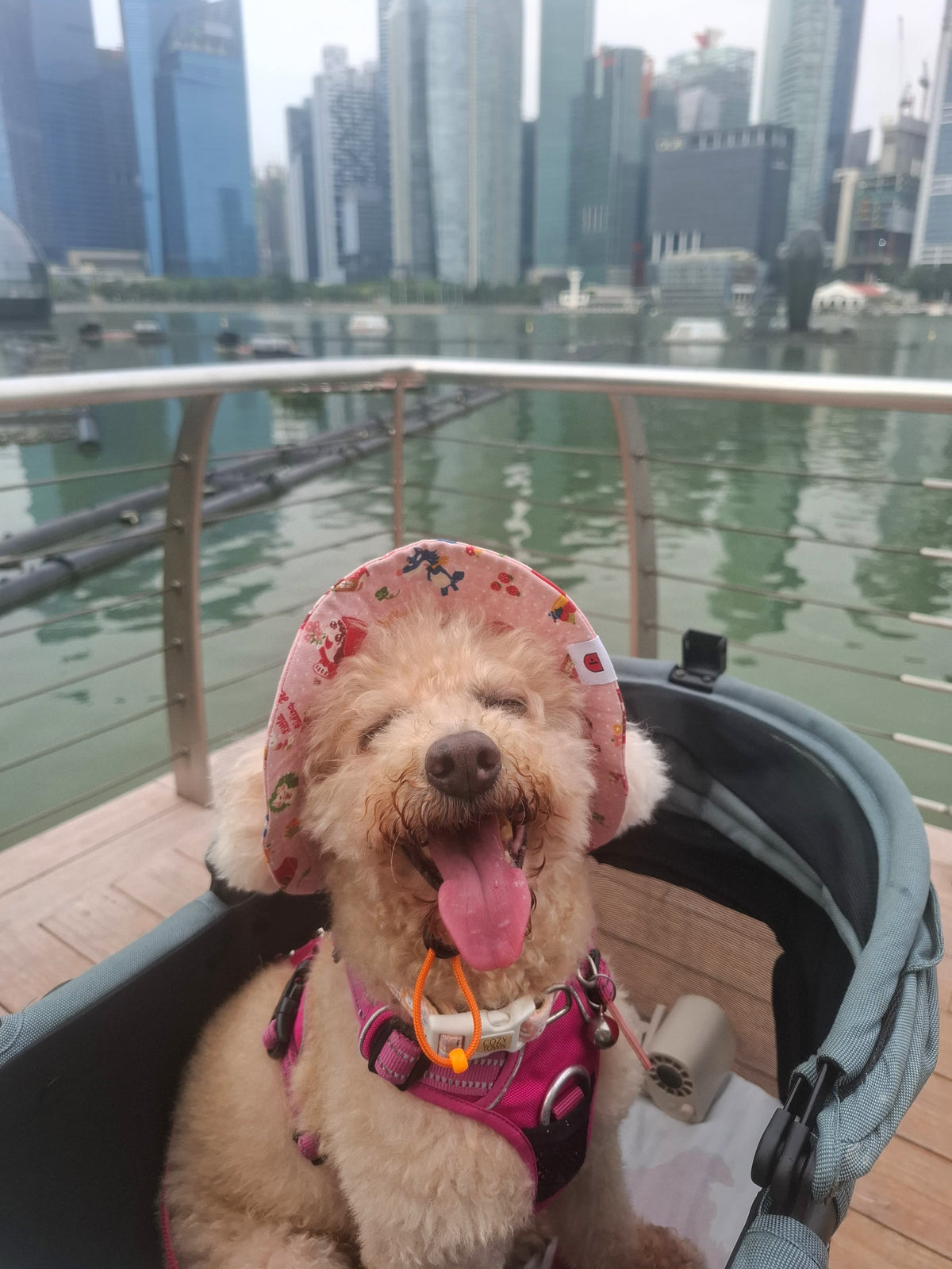 A white mini poodle wearing a pink red riding hood bucket hat and bow tie set with the city in the background.