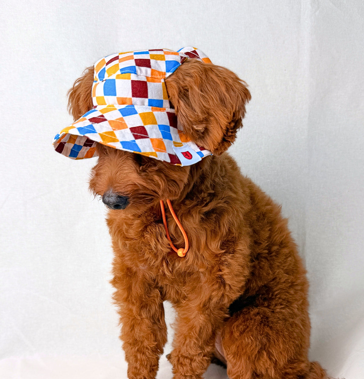 A small brown dog wearing a colorful diamond-patterned sun hat with an orange chin strap, sitting against a plain white backdrop.