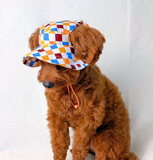 A small brown dog wearing a colorful diamond-patterned sun hat with an orange chin strap, sitting against a plain white backdrop.