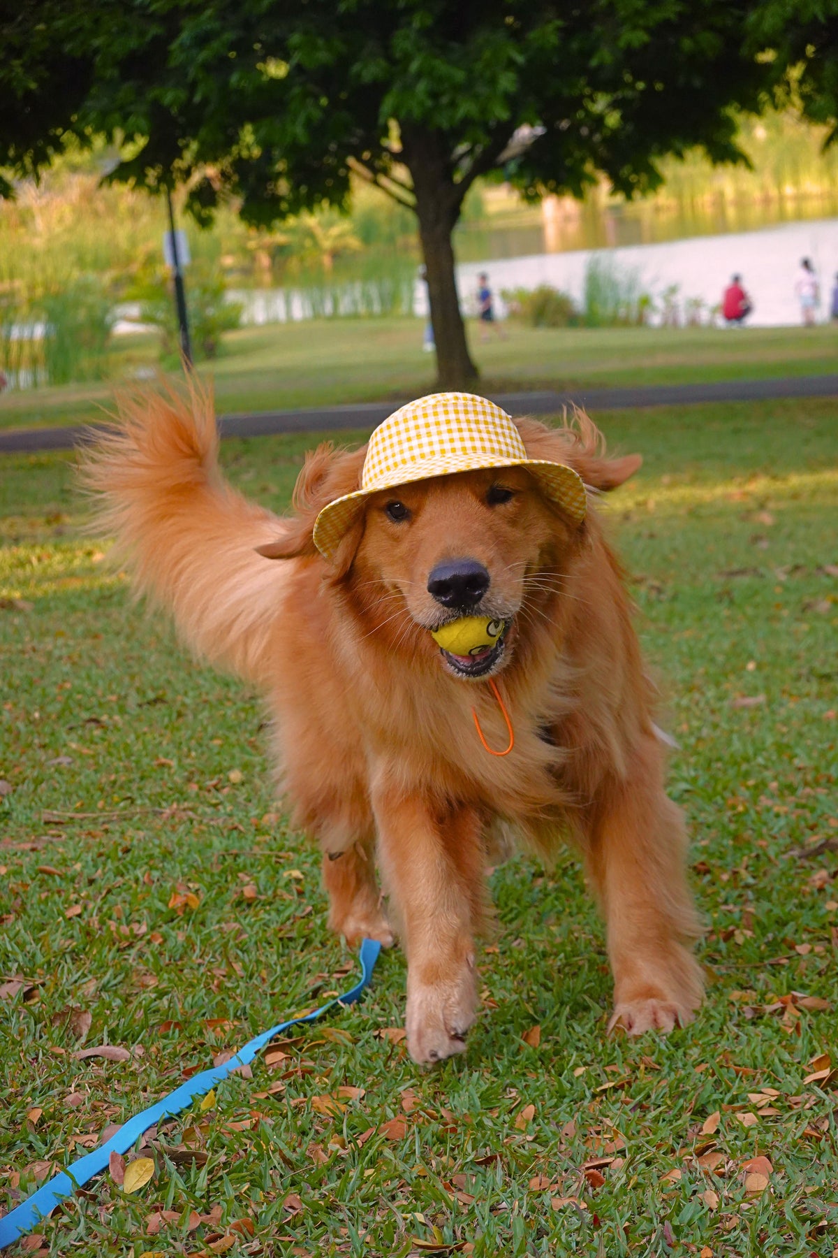A golden retriever dog wearing a yellow and white checkered bucket hat and holding a yellow ball in its mouth, walking on a green grassy park lawn with a blue leash attached.