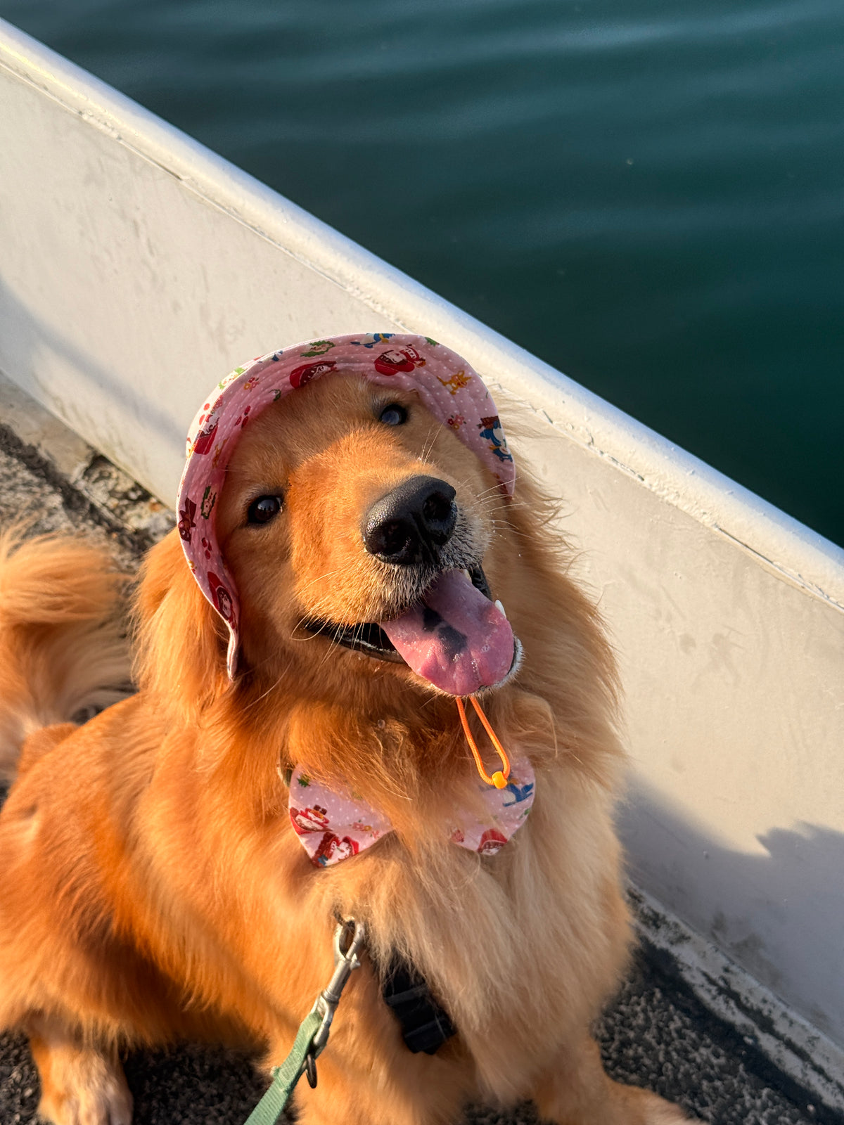 A golden retriever wearing a pink red riding hood bucket hat and bow tie set in the golden hour.