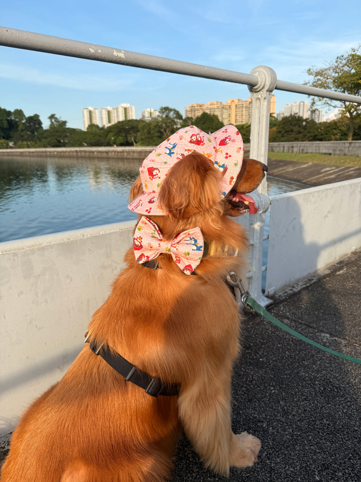 A back view of a golden retriever wearing a pink red riding hood bucket hat and bow tie set in the golden hour.