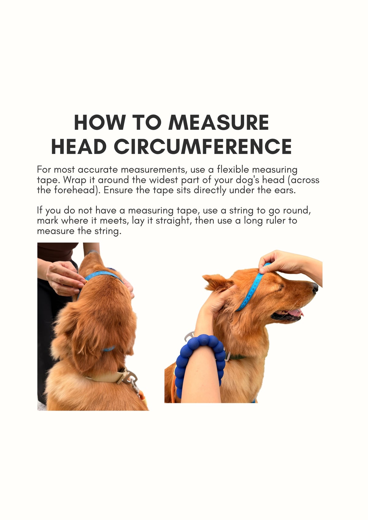 Instructional guide titled 'HOW TO MEASURE HEAD CIRCUMFERENCE' with text instructions and two photos of a golden dog being measured with a blue tape measure and string on a white background.
