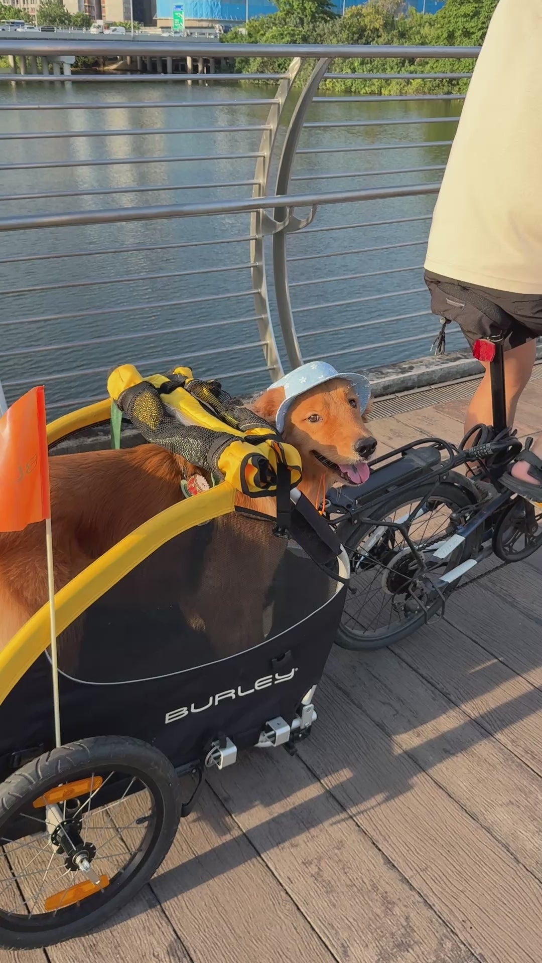 A golden retriever with a bucket hat on a bicycle trailer